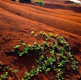 《绯红结系》动画一二集提前泄露 内含密码可兑换游戏道具